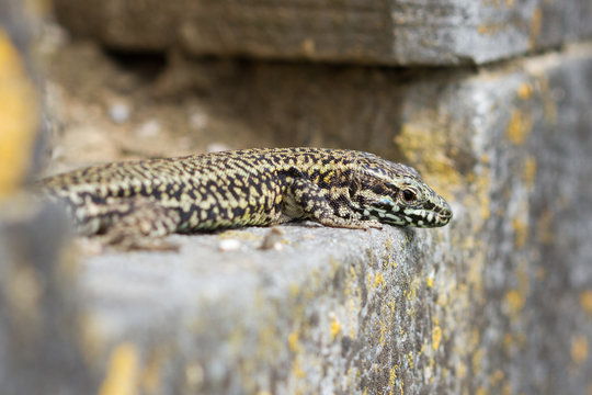 Wall lizard on old building