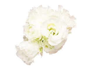 トルコキキョウ