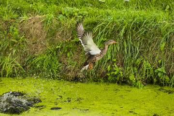 a scared duck flying away