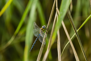 a big and blue dragonfly