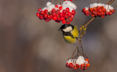 Fototapeta premium Great Tit - Parus major