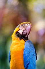 Portrait of a big blue macaws