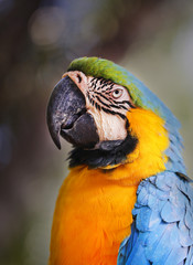 Portrait of a big blue macaws