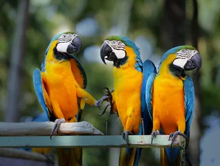 Rolgordijnen Mooie ara papegaaien © tanor27