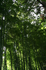 Forest - Ginkakuji Temple, Kyoto, Japan