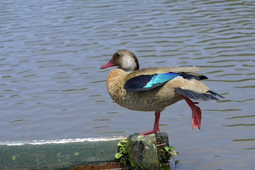 Brazilian teal Drying the beautiful blue feathers of the wings
