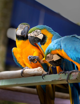 Beautiful macaw parrots