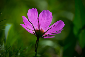 Sommerblume, lichtdurchflutet