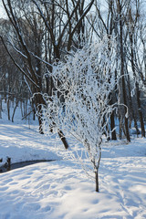 Tree in hoarfrost in the winter park