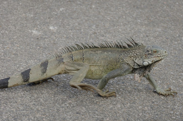 close up of an iguana 0(Iguana iguana)