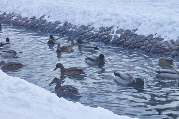 Winter landscape. Ducks swim in the creek