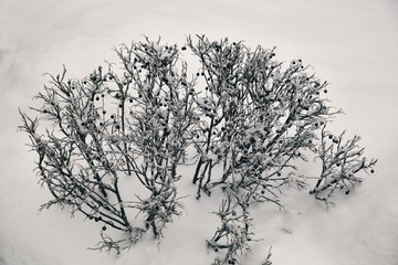A bare Bush with berries in snow, in winter. The fruit on the branches - food for animals and birds in winter