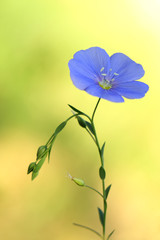Common flax flower(Linum usitatissimum)