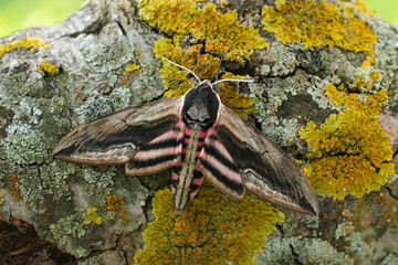 Privet hawk moth(Sphinx ligustri)