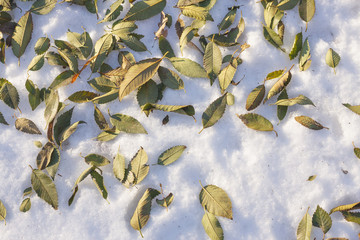 Withered elm leaves on snow