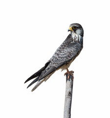 Amur Falcon(Falco amurensis), bird isolated on Stump,Thailand.