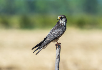 Amur Falcon(Falco amurensis), beautiful bird on Stump,Thailand.