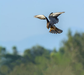 Amur Falcon(Falco amurensis), beautiful bird flying with blue sky.