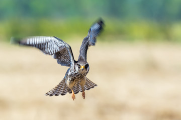 Amur Falcon(Falco amurensis), beautiful bird flying above prairie.