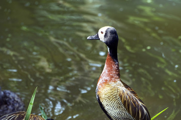 White-faced whistling duck by the lake