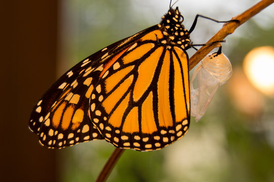 New Butterfly