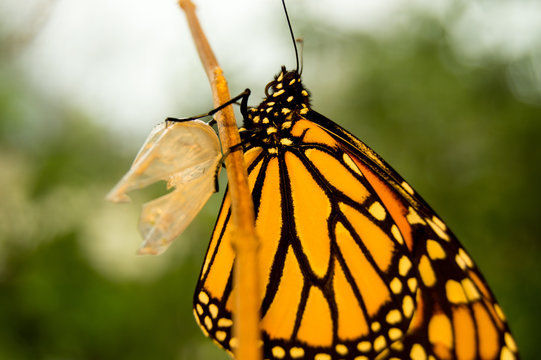 Emerging Butterfly