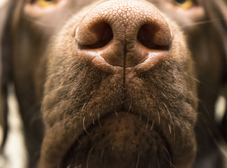 A brown nose of Labrador retriever. close up. Brown chocolate Labrador retriever