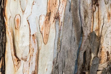Foto op Plexiglas Textuur van eucalyptusschors © Juanamari Gonzalez