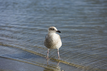 a gull looking for food along the shoreline