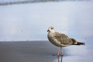 a gull looking for food along the shoreline