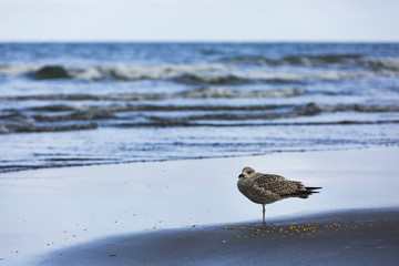 a gull looking for food along the shoreline
