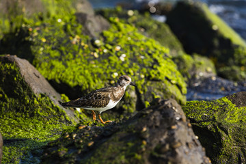 Sandpiper walking the rocks along the shoreline