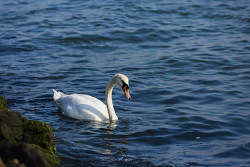 swan swimming in the water