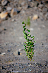 
young poplar
