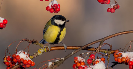 Great Tit - Parus major