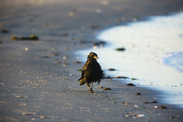 a crow on the beach