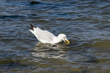 a herring gull fishing for crab