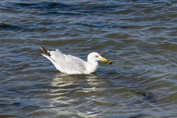 a herring gull fishing for crab