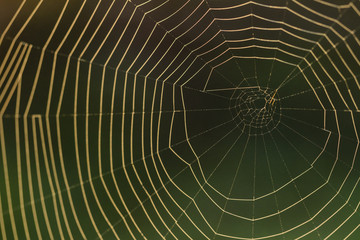 spiderweb