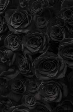 roses  black background. Greeting card with roses