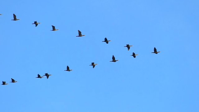 Slow motion flock of cormorants flying gracefully in misty autumn air.
