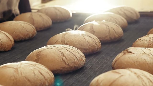 Preparing loafs of wheat bread on conveyer in bakery