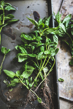 Fresh basil with roots 