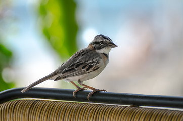 close up of a rufous collared sparrow perched
