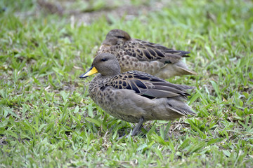 Yellow-billed teal sunning on the lawn