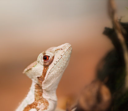 Portrait of Serated Caquehesd Iguana lizard - Laemanctus serratus