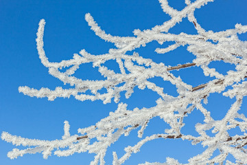 White hoarfrost on the branches against the blue sky, close-up