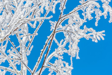 White fluffy hoarfrost on the branches against the blue sky