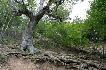 Fototapeta na wymiar The deciduous tree with the big roots in the forest on the hillside of the mountain. This photo was taken in Crimean Mountains, on South Demerdzhi mountain. 
