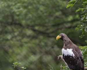 Eagle